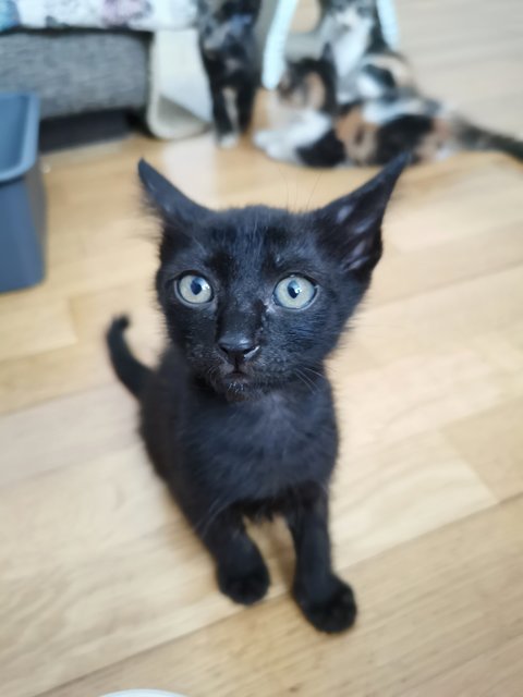 Tabby And Black  - Domestic Short Hair Cat