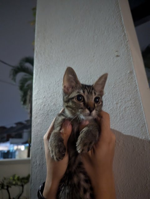 Gray - Domestic Short Hair Cat