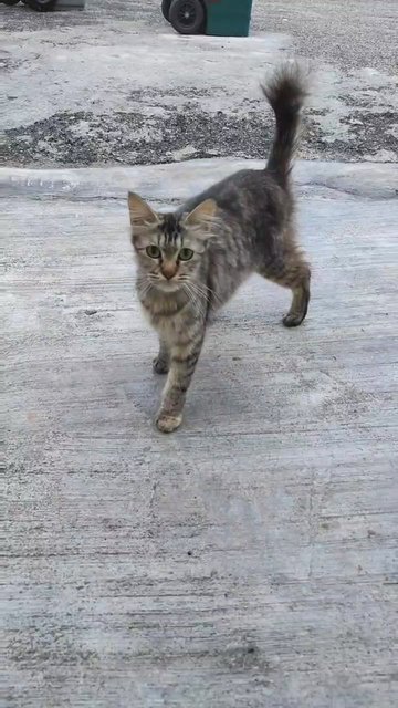 PF136128 - Maine Coon + Domestic Short Hair Cat