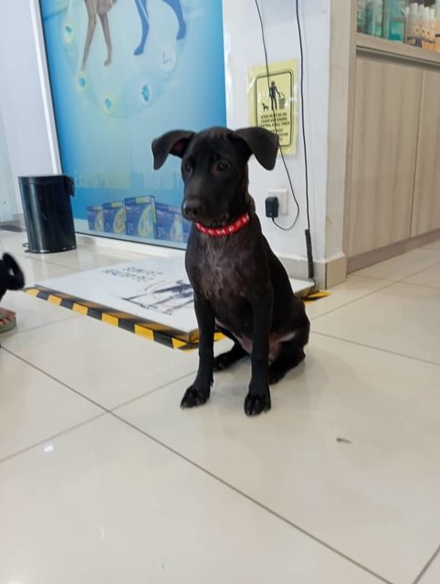 Tomato - Labrador Retriever Mix Dog