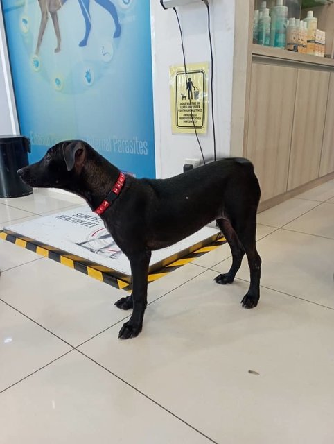 Tomato - Labrador Retriever Mix Dog