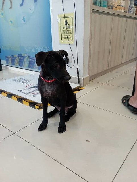 Tomato - Labrador Retriever Mix Dog