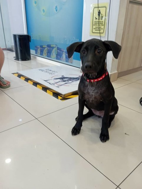 Tomato - Labrador Retriever Mix Dog