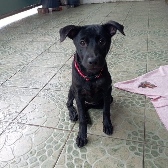 Tomato - Labrador Retriever Mix Dog