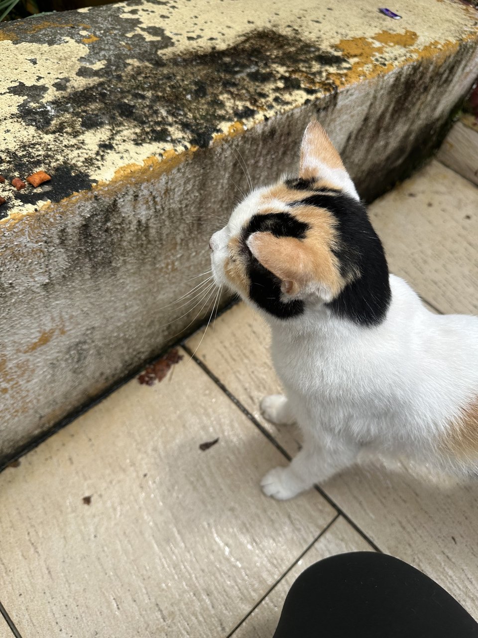 Peanut - Calico Cat