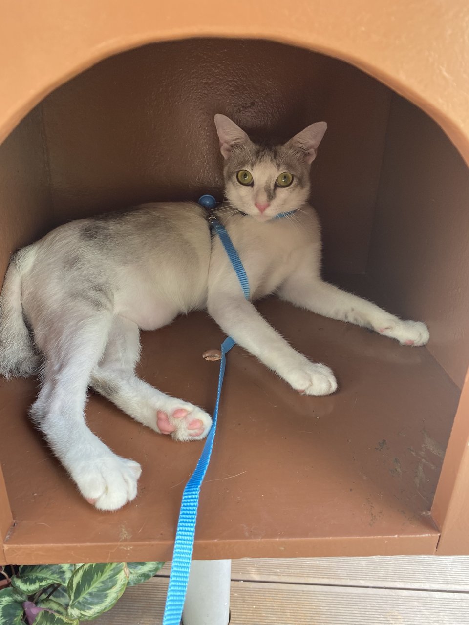 Oreo,oli,cumi - Domestic Short Hair Cat