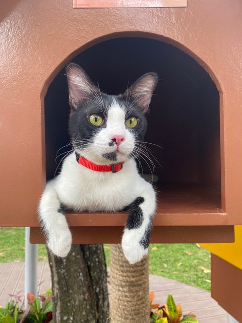 Oreo,oli,cumi - Domestic Short Hair Cat