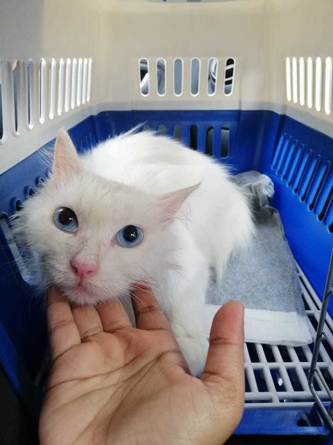 White Rescue Cat - Turkish Angora Cat