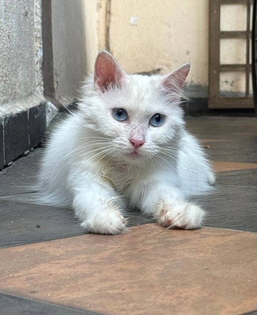 White Rescue Cat - Turkish Angora Cat