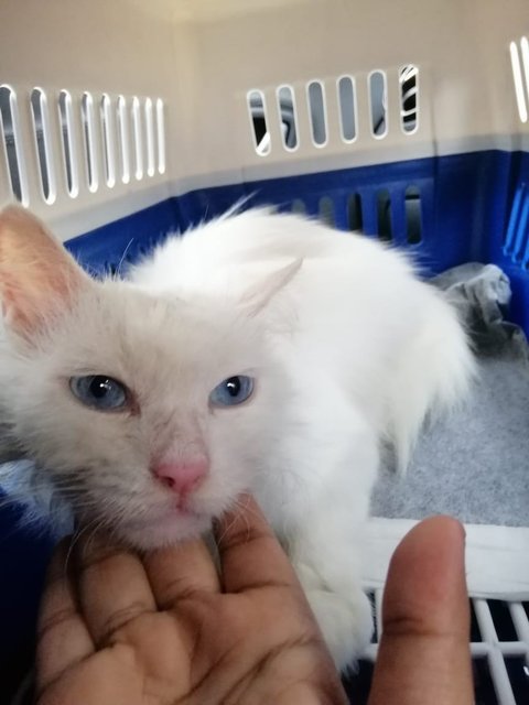 White Rescue Cat - Turkish Angora Cat