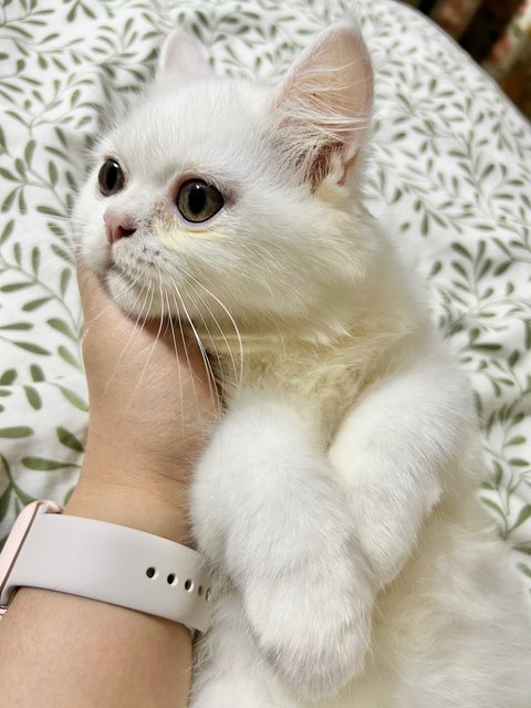 Tofu - Persian Cat