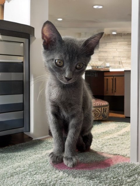 Gray - Korat + Chartreux Cat