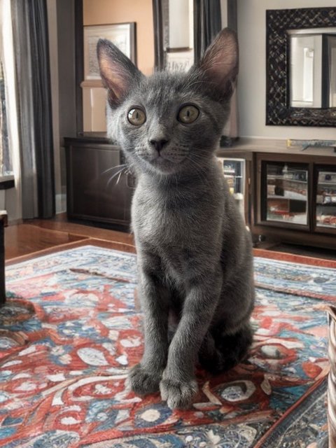 Gray - Korat + Chartreux Cat