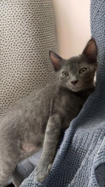 Gray - Korat + Chartreux Cat