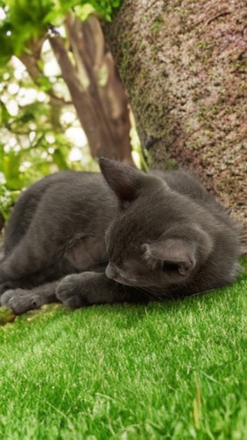 Gray - Korat + Chartreux Cat