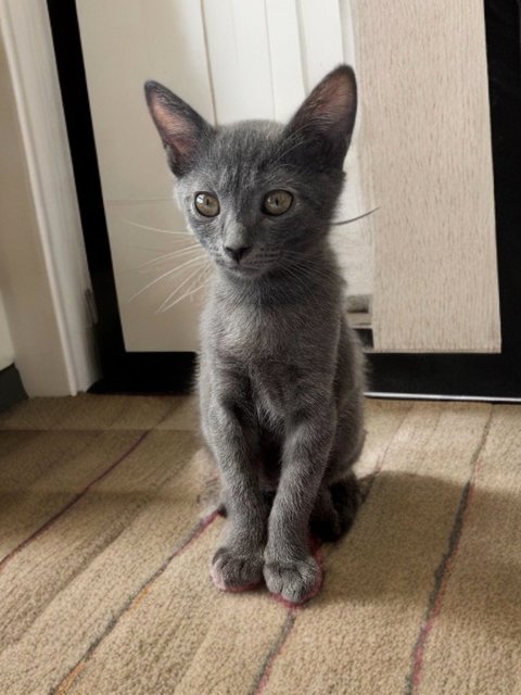 Gray - Korat + Chartreux Cat