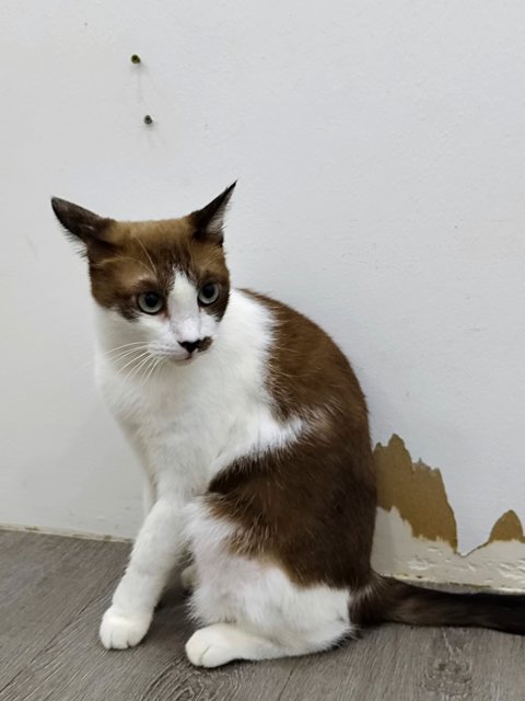 Lex - Domestic Short Hair Cat