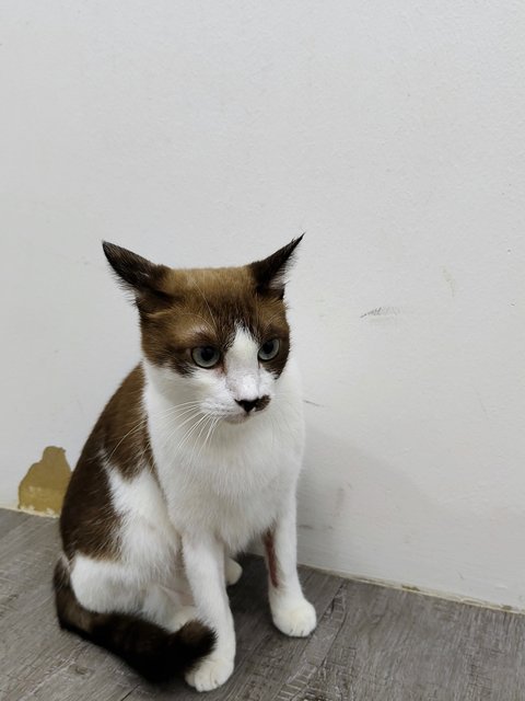 Lex - Domestic Short Hair Cat