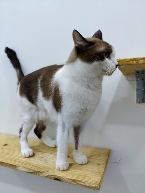 Lex - Domestic Short Hair Cat