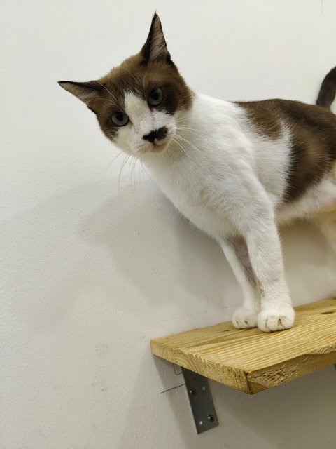 Lex - Domestic Short Hair Cat
