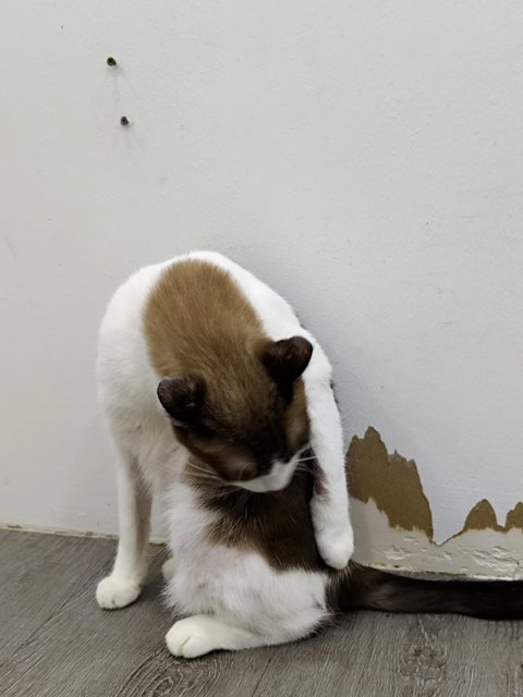Lex - Domestic Short Hair Cat