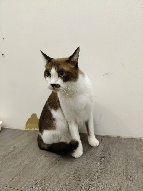 Lex - Domestic Short Hair Cat
