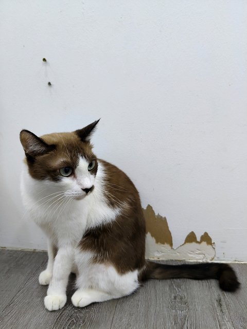 Lex - Domestic Short Hair Cat