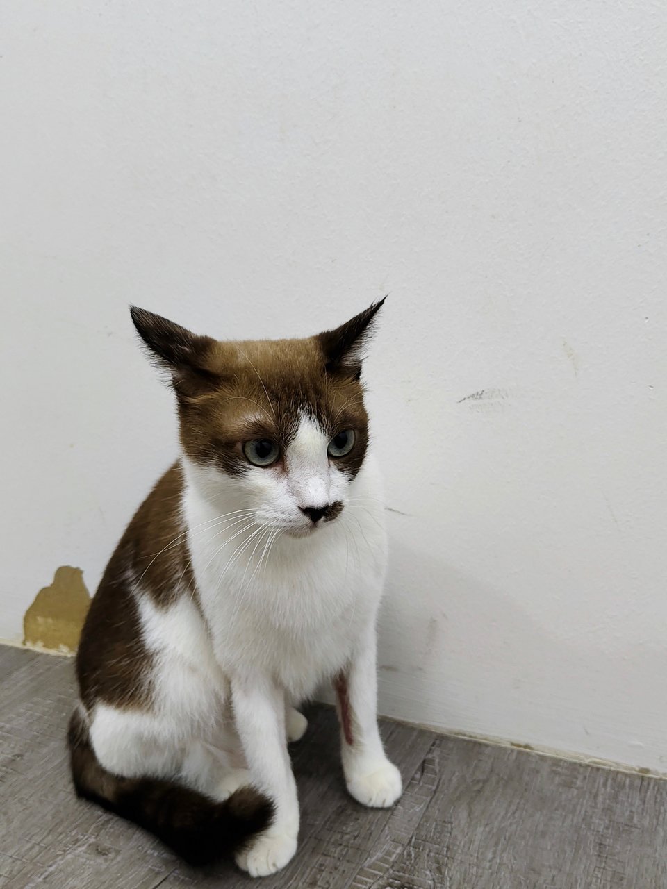 Lex - Domestic Short Hair Cat