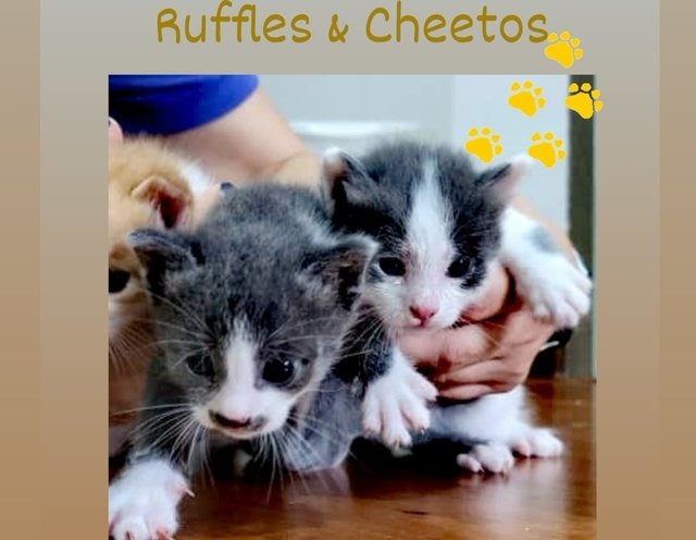 🐱cheetos And Ruffles🐱 - Domestic Short Hair Cat