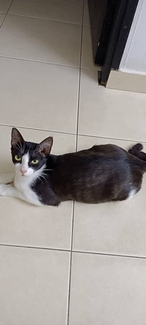 Straycay - Domestic Short Hair Cat