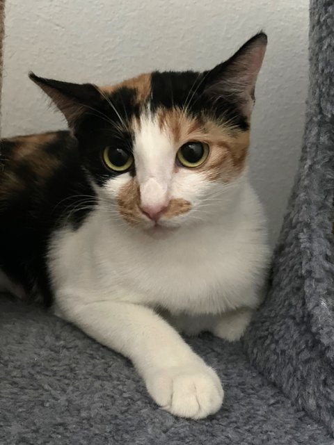 Muffin - Calico Cat