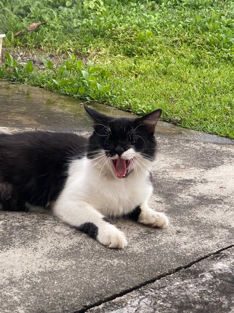 Chitam - Tuxedo Cat