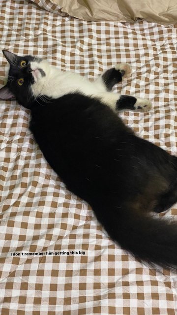 Chitam - Tuxedo Cat