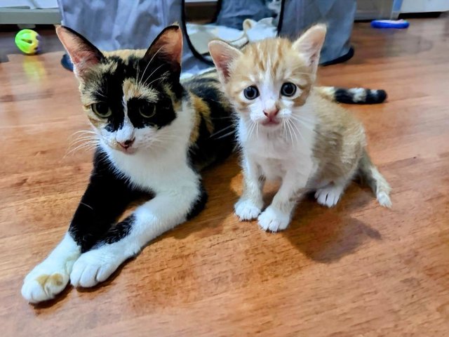 🐱panda Mama &amp; Baby Cheezels 🐱 - Domestic Short Hair Cat