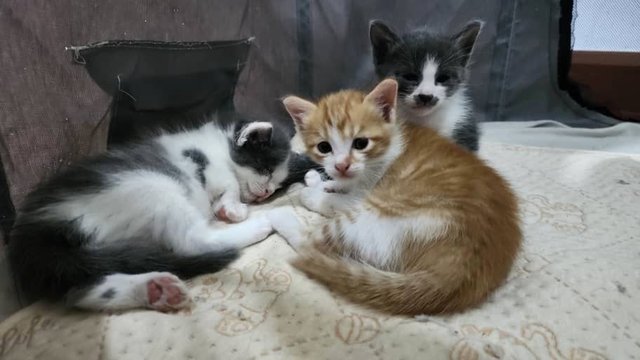 🐱panda Mama &amp; Baby Cheezels 🐱 - Domestic Short Hair Cat