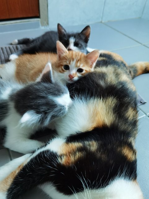 🐱panda Mama &amp; Baby Cheezels 🐱 - Domestic Short Hair Cat