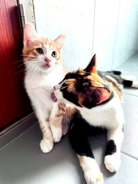 🐱panda Mama &amp; Baby Cheezels 🐱 - Domestic Short Hair Cat