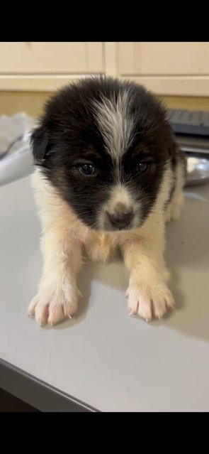 Cairn Terrier  Mixed  - Cairn Terrier Dog