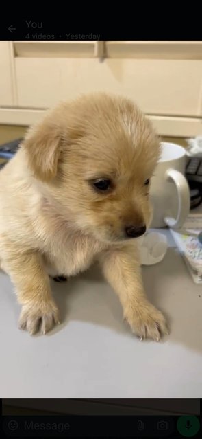 Cairn Terrier  Mixed  - Cairn Terrier Dog