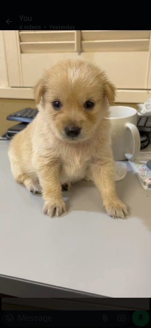 Cairn Terrier  Mixed  - Cairn Terrier Dog