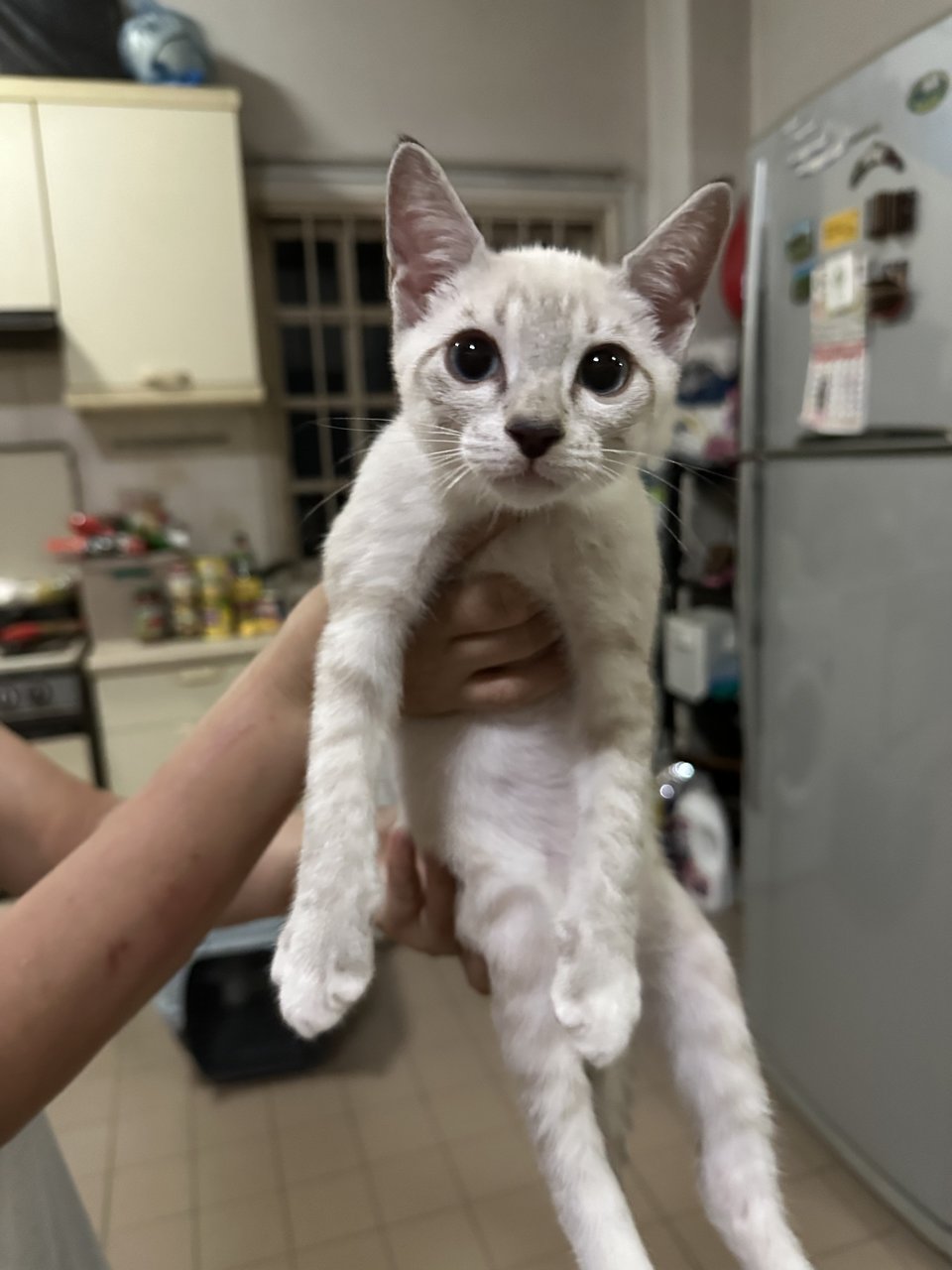 Fluffy - Domestic Short Hair Cat