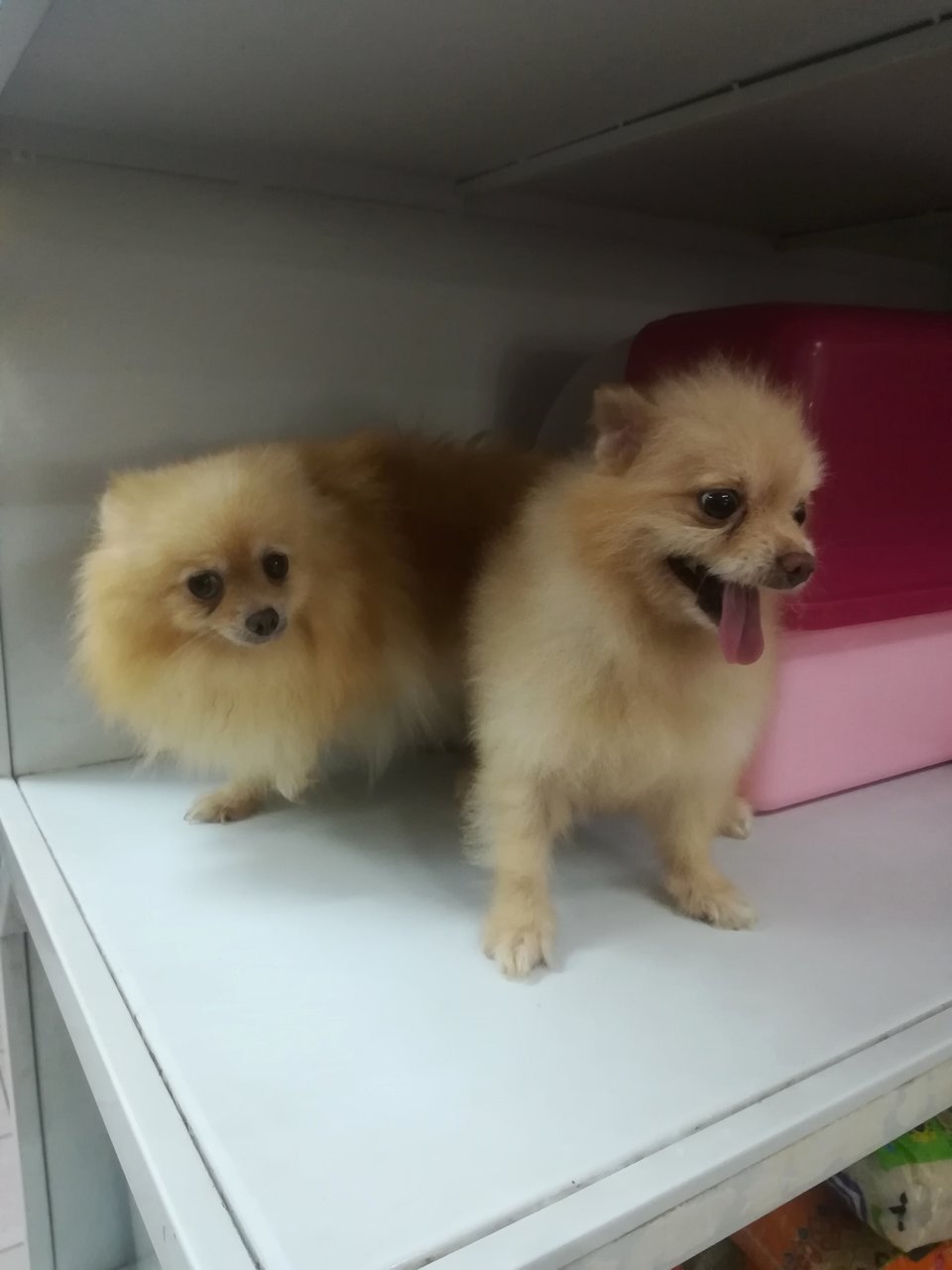 Kang And Yin Yin  - Pomeranian Dog