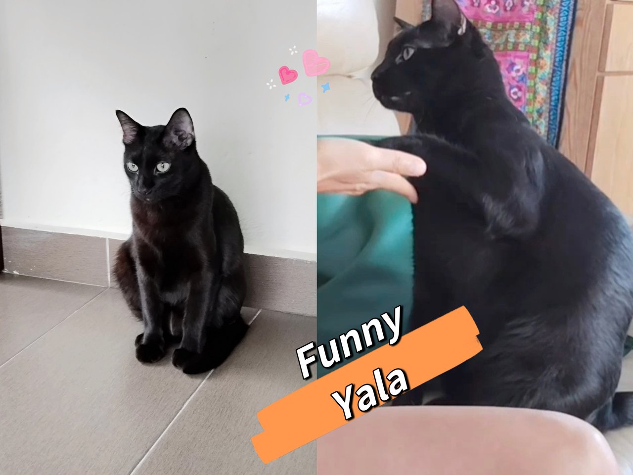 Yala - Domestic Short Hair Cat