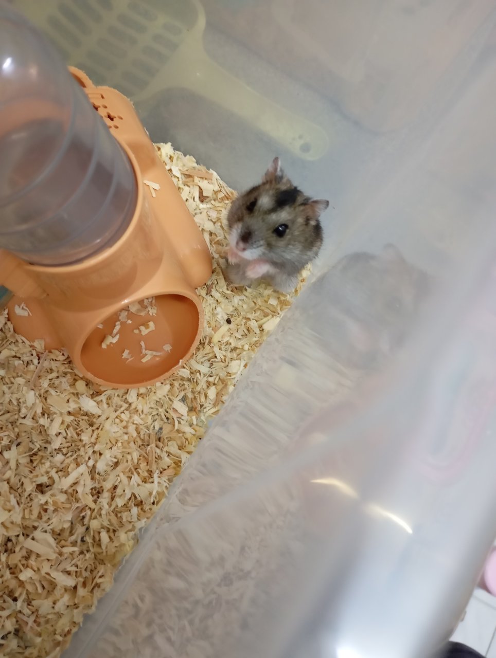 Yangyang - Short Dwarf Hamster + Roborovsky's Hamster Hamster