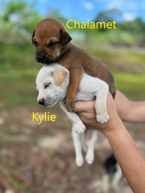 Kylie, Britney, Eilish, &amp; Taylor Swift - Mixed Breed Dog