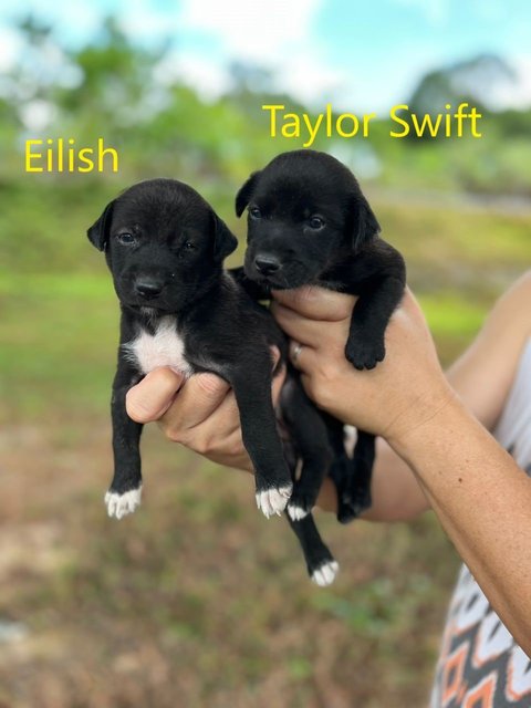 Kylie, Britney, Eilish, &amp; Taylor Swift - Mixed Breed Dog