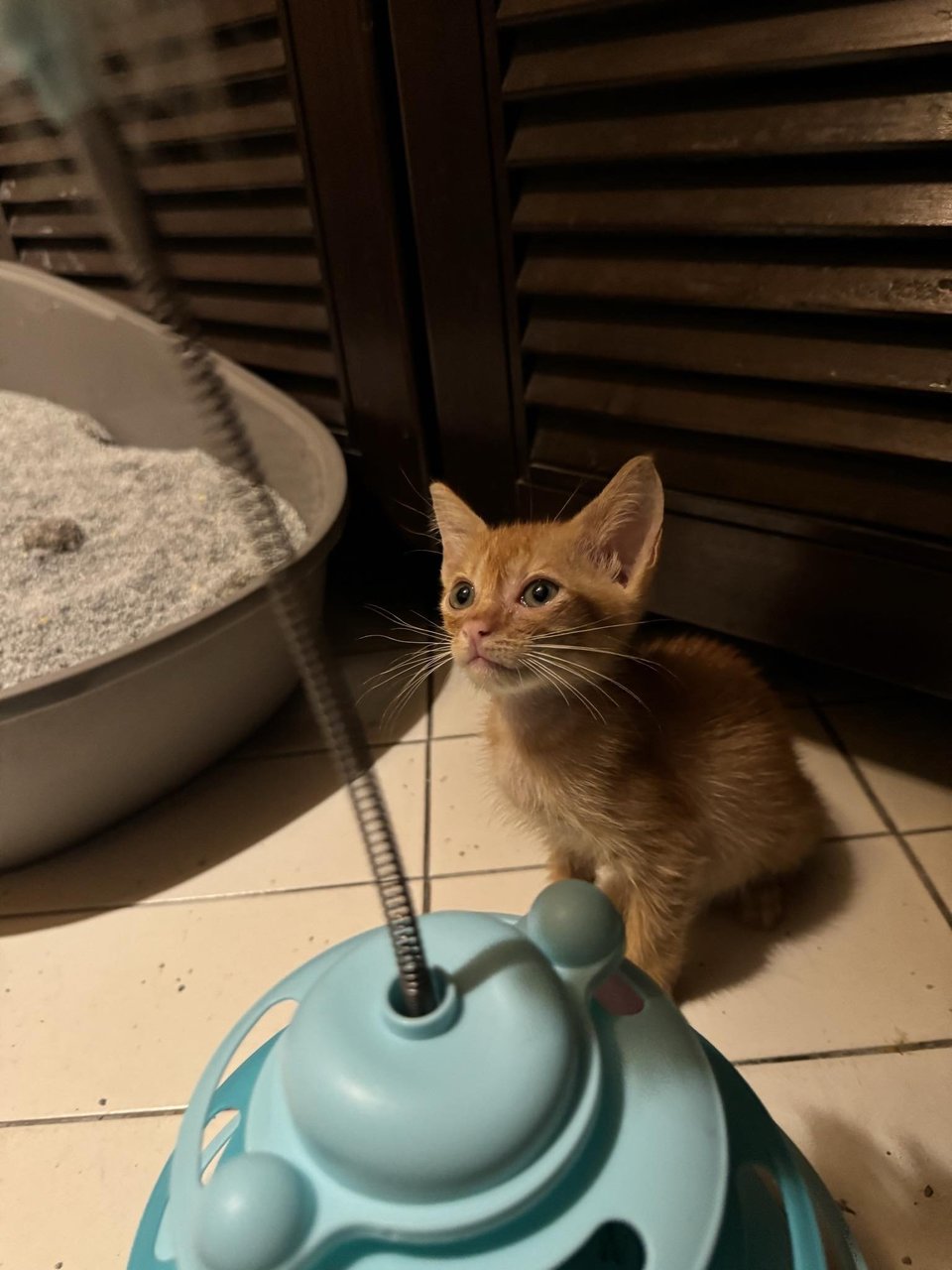 Nacho - Domestic Medium Hair + Tabby Cat