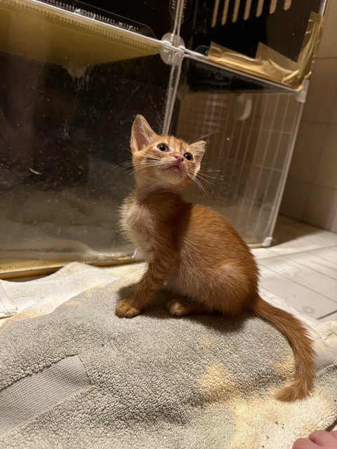 Nacho - Domestic Medium Hair + Tabby Cat