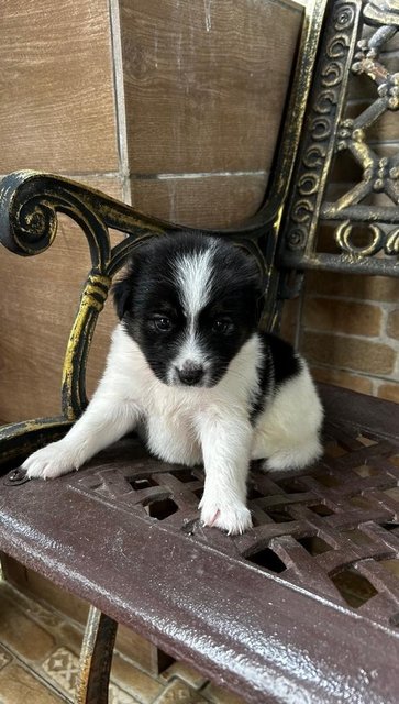 Thai Bangkaew  Puppy - Spitz Dog