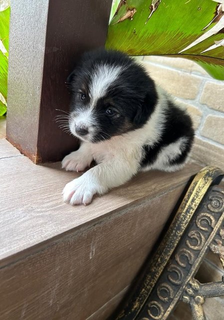 Thai Bangkaew  Puppy - Spitz Dog